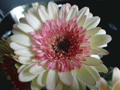 gerbera