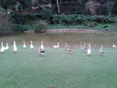 Gansos no Parque