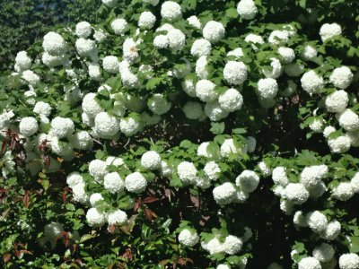 boules de neige