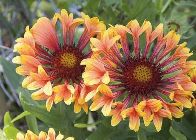 gaillardes