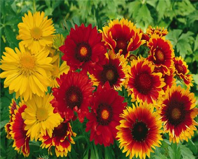 gaillardes