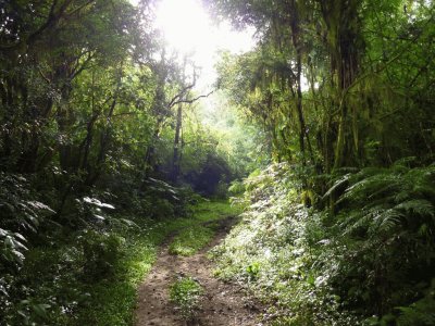 Bosque en la Provincia de TucumÃ¡n. Argentina