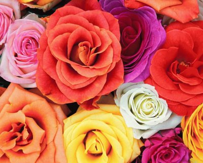 Colored Roses