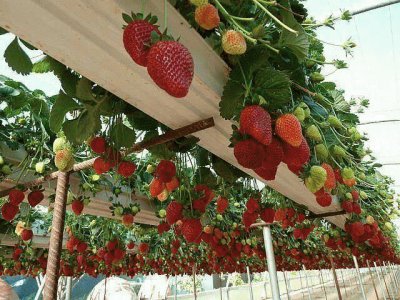 hanging fruit display