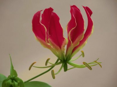 gloriosa