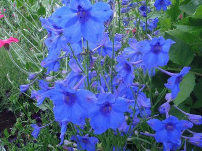 delphinium