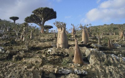 En el ArchipiÃ©lago de Socotra. Yemen