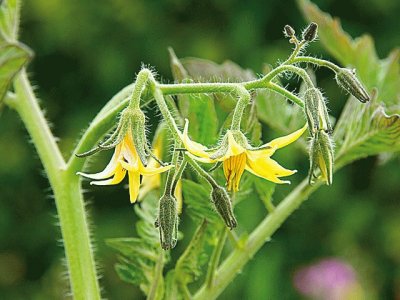 fleur de tomate