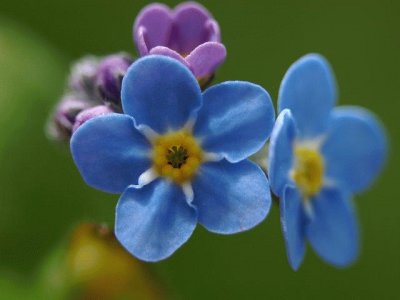 myosotis