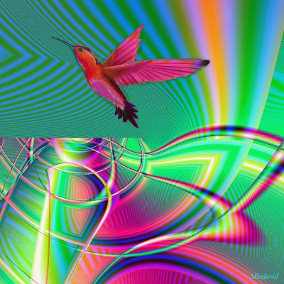 Colorful Hummingbird Flight