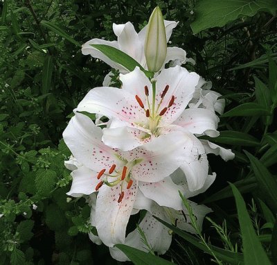 lilium muscadet