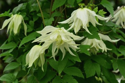 clematis