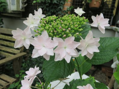 hydrangea HANABI