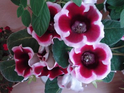 gloxinia