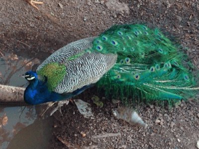 Pavão