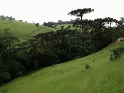 Araucárias no meio do pasto