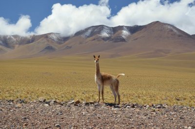 En la Ruta 60. Catamarca. Argentina