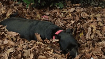 perrita en otoÃ±o