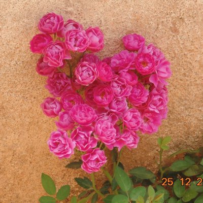 Cacho de Rosas