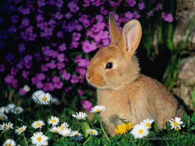 conejo en las flores