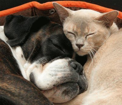 perro y gato