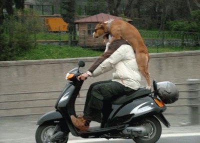 perro paseando en moto