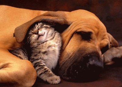 gato y perro durmiendo