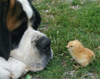 perro mirando al pollito