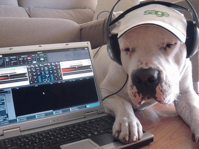 perrito escuchando musica