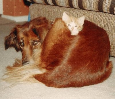 perro y gatito juntos