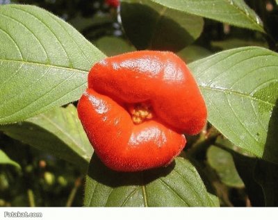 flor en forma de labios