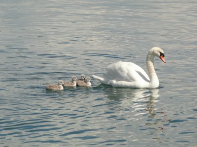 famille de cygnes