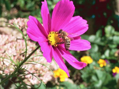 flor y abeja