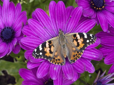 flor y mariposa2