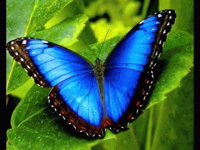 mariposa azul