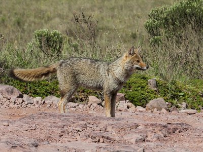 Cachorro do Campo