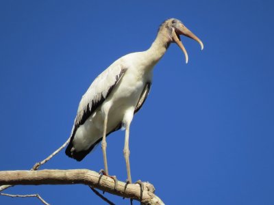 Cabeça Careca