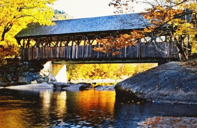 forest bridge