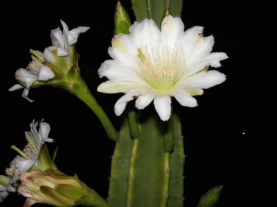 flor de cactus