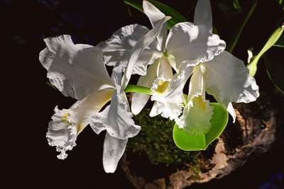 Orchidee