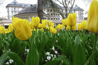 Blumen im Kurpark