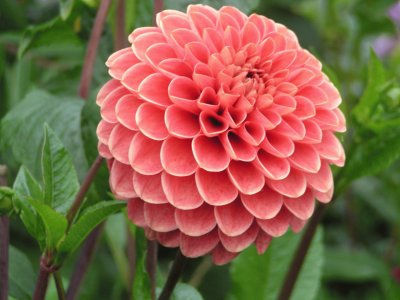 dahlia