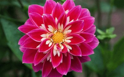 dahlia