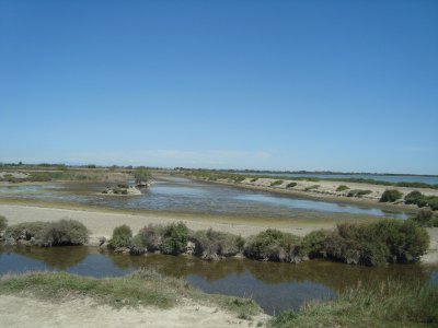 camargue