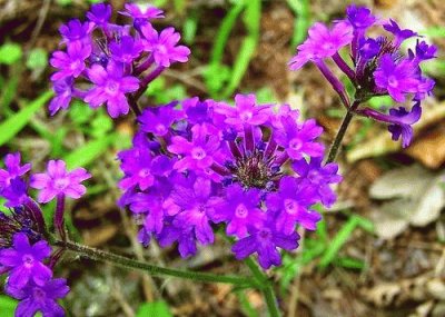 Verbena