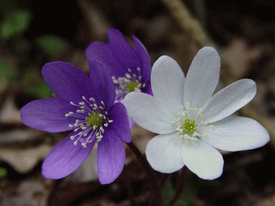 hepatica nobilis