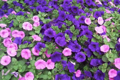 tipos de petunias