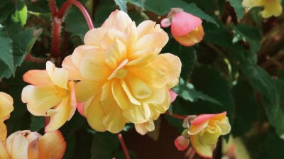 begonia