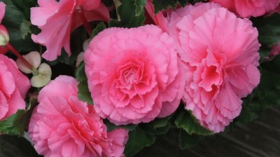 begonia