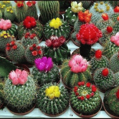 diferentes cactus